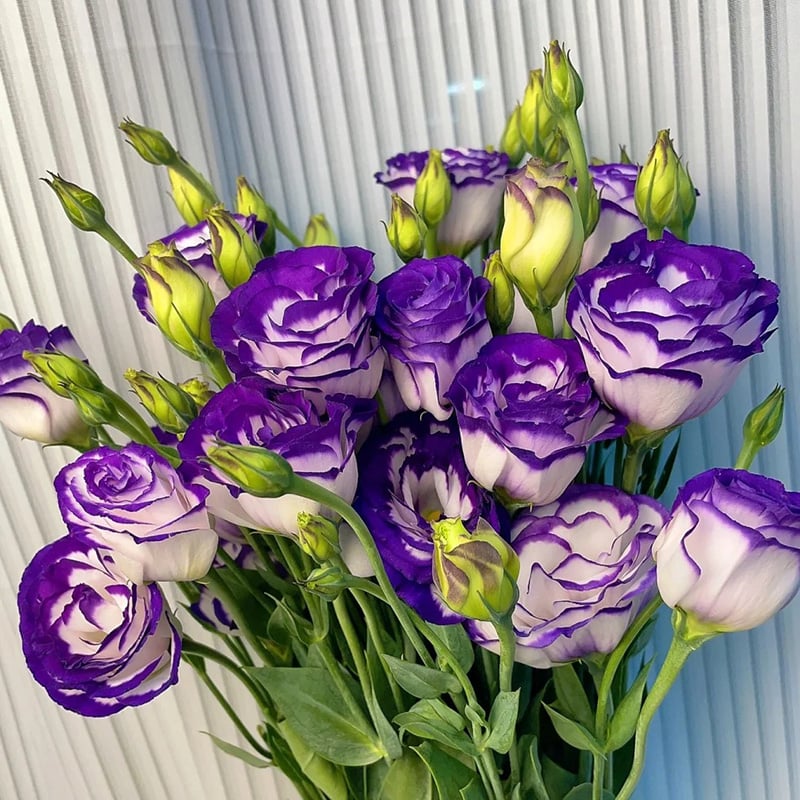Graines d'Eustoma Roses sans épines (100 pièces) 💐Graines de Lisianthus