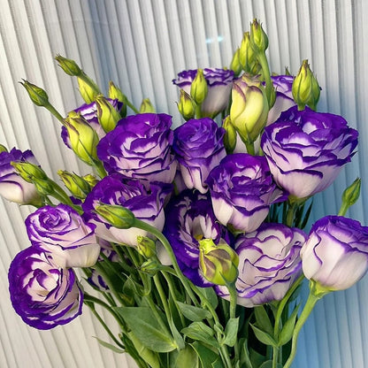 Graines d'Eustoma Roses sans épines (100 pièces) 💐Graines de Lisianthus