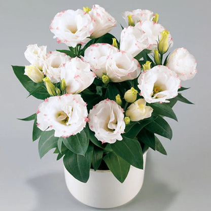 Graines d'Eustoma Roses sans épines (100 pièces) 💐Graines de Lisianthus