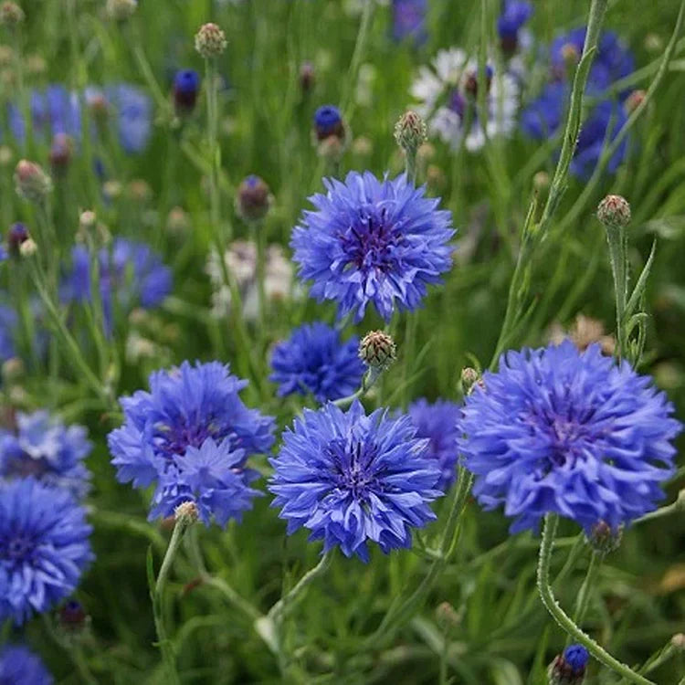 Mélange de graines de bleuets (1000 pcs)