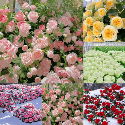 Graines de Rosier Grimpant Coloré | À planter toute l'année !