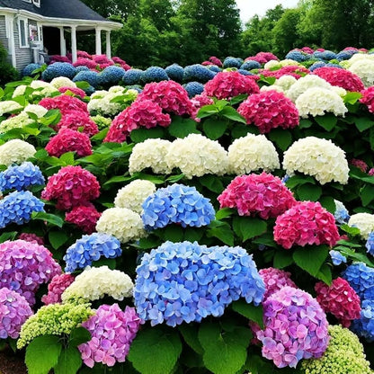 🌈 Mélange de graines d'hortensia colorées (60 pièces) – Graines de plantes vivaces magnifiques et rustiques