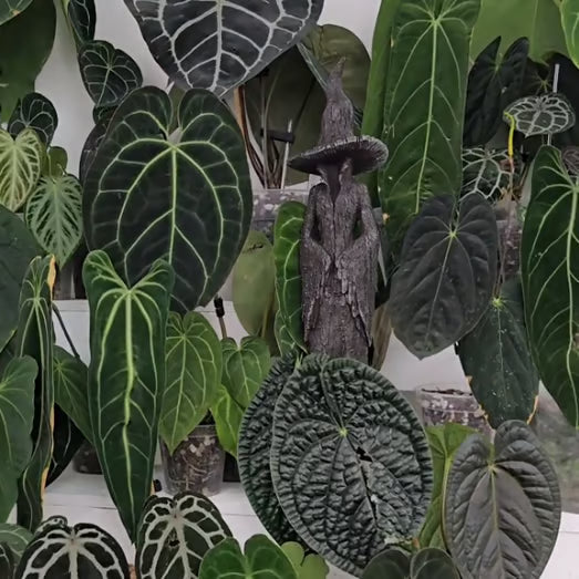 Statue magique de sorcière