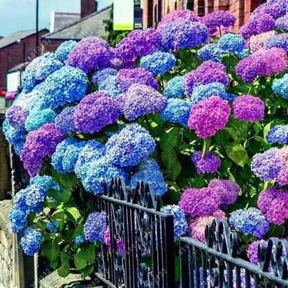 🌈 Mélange de graines d'hortensia colorées (60 pièces) – Graines de plantes vivaces magnifiques et rustiques