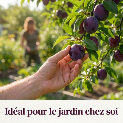 Mélange de graines de prunier (100 pièces)