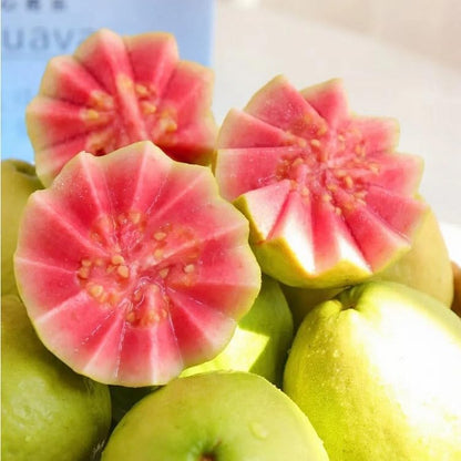 Graines de Goyave Rose Biologiques - 60 Pièces