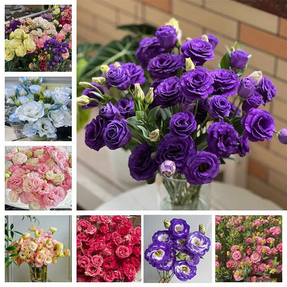 Graines d'Eustoma Roses sans épines (100 pièces) 💐Graines de Lisianthus