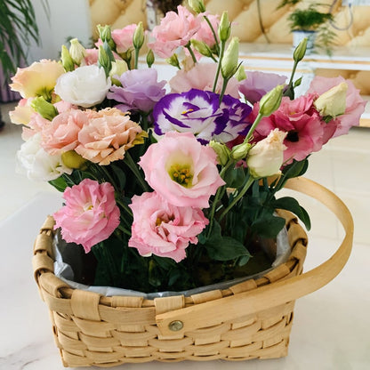 Graines d'Eustoma Roses sans épines (100 pièces) 💐Graines de Lisianthus
