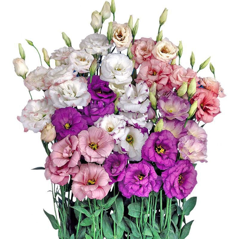 Graines d'Eustoma Roses sans épines (100 pièces) 💐Graines de Lisianthus