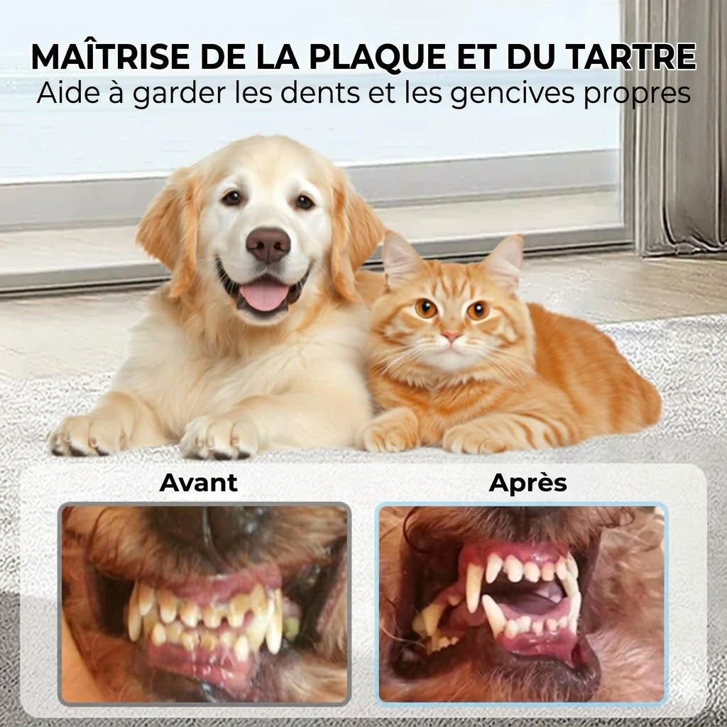 Spray de soin dentaire pour animaux