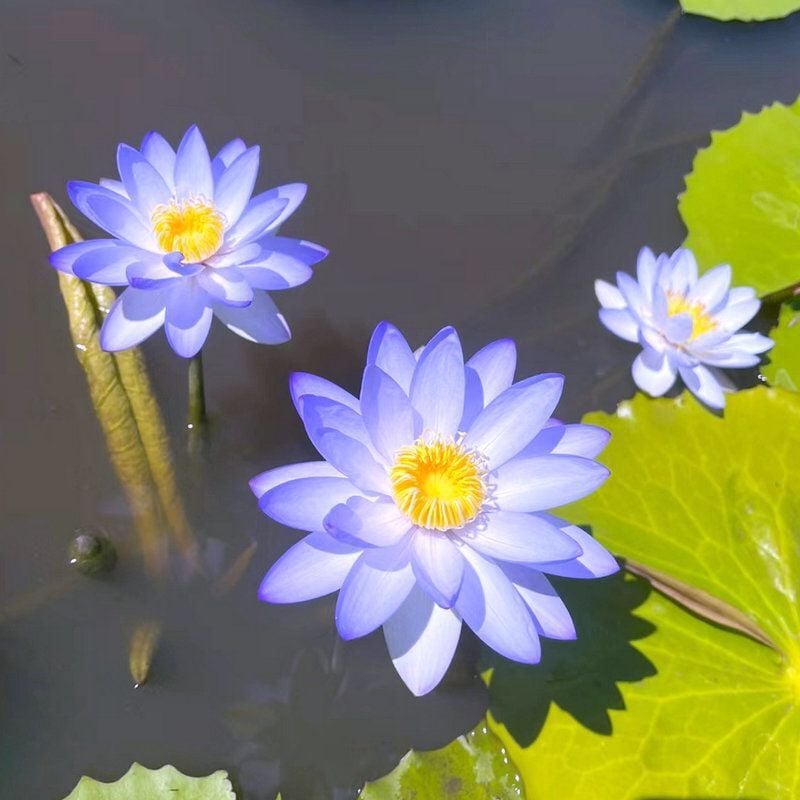Graines de Lotus Sacré - 100 Pièces