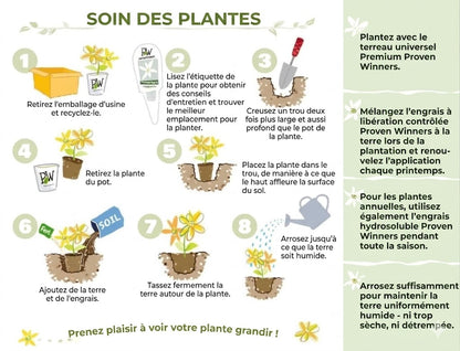 Graines de jasmin biologiques (100 pièces)