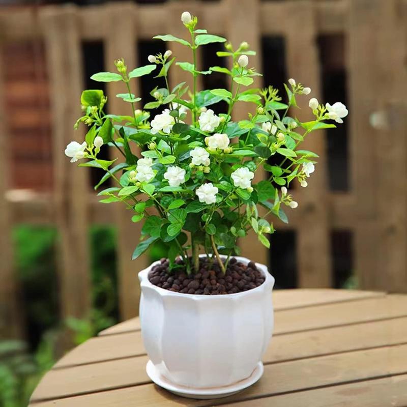 100 Graines de Jasmin Grimpant Odorant (Sans OGM)