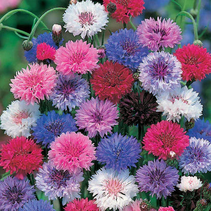 Mélange de graines de bleuets (1000 pcs)
