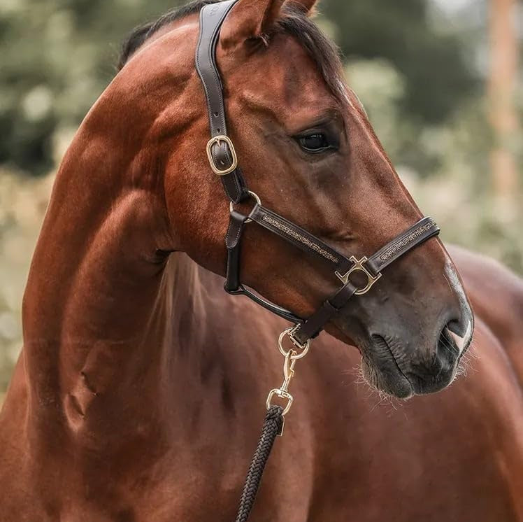 Le Calendrier de l’Avent de Luxe pour les Amoureux des Chevaux (2025)