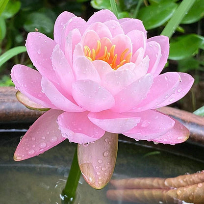 Graines de Lotus Sacré - 100 Pièces