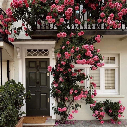 Graines de Rosier Grimpant Coloré | À planter toute l'année !
