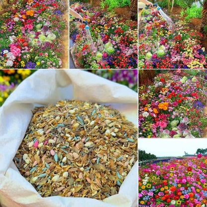 Mélange de graines colorées – plus de 60 espèces (1000 graines)
