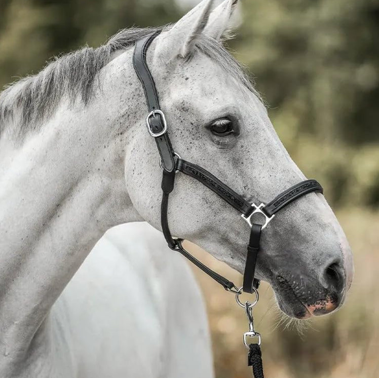Le Calendrier de l’Avent de Luxe pour les Amoureux des Chevaux (2025)