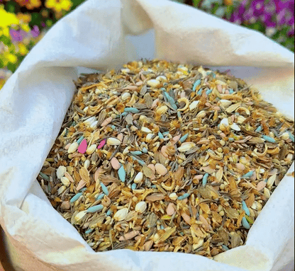 Mélange de graines colorées – plus de 60 espèces (1000 graines)