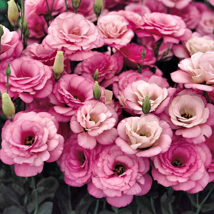 Graines d'Eustoma Roses sans épines (100 pièces) 💐Graines de Lisianthus