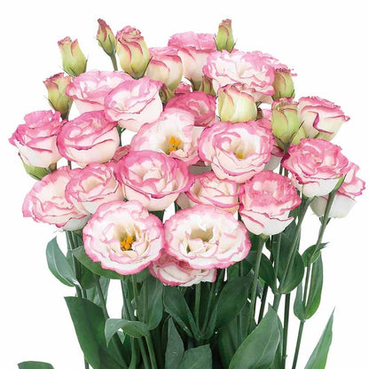 Graines d'Eustoma Roses sans épines (100 pièces) 💐Graines de Lisianthus