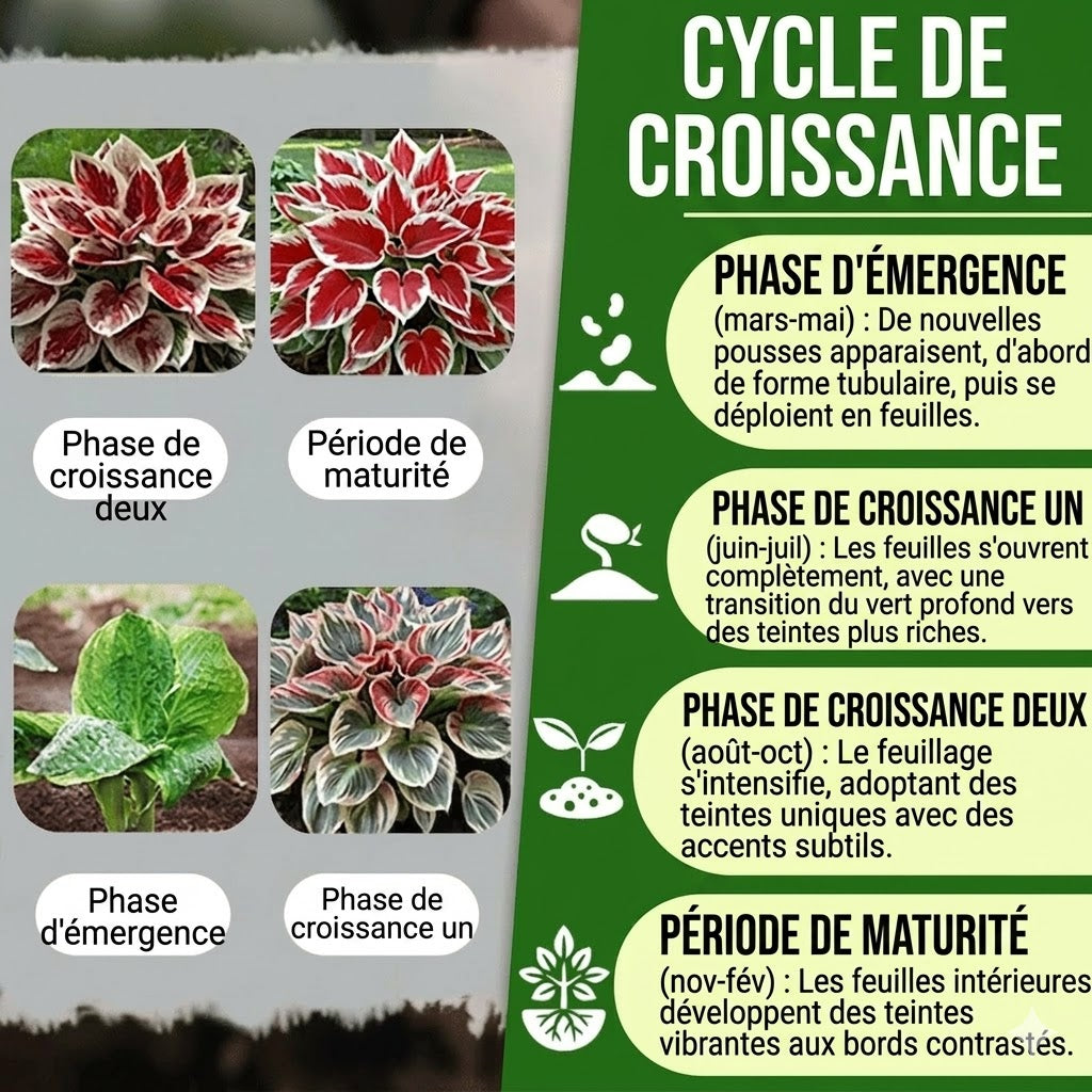 Plantes premium de haute qualité, rares et à faible entretien