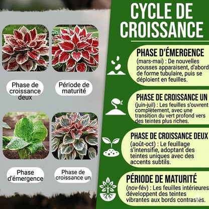 Plantes premium de haute qualité, rares et à faible entretien