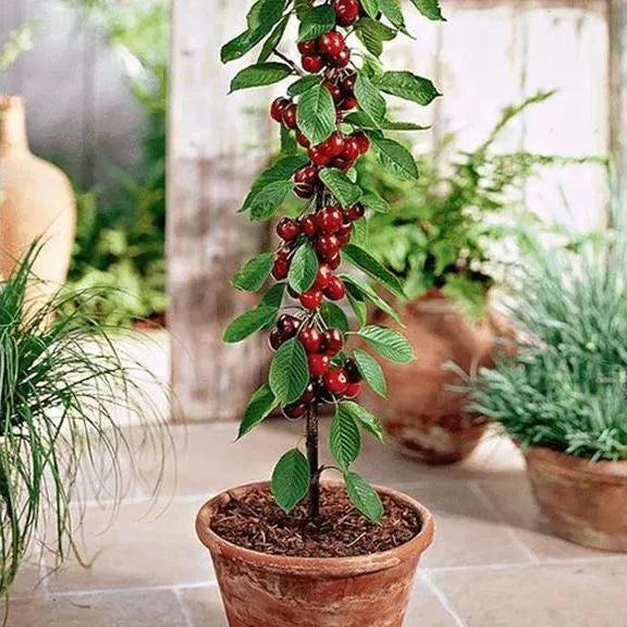 Graines de cerisier doux (50 pièces - Sans OGM)🌿(peuvent être plantées en hiver)
