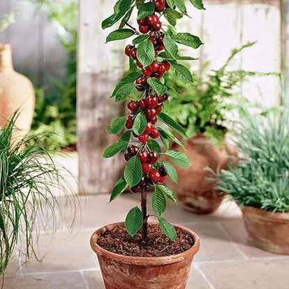 Graines de cerisier doux (50 pièces - Sans OGM)🌿(peuvent être plantées en hiver)