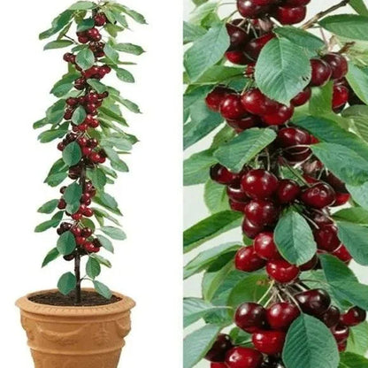Graines de cerisier doux (50 pièces - Sans OGM)🌿(peuvent être plantées en hiver)