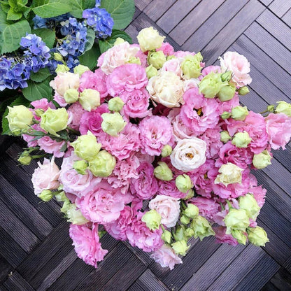 Graines d'Eustoma Roses sans épines (100 pièces) 💐Graines de Lisianthus