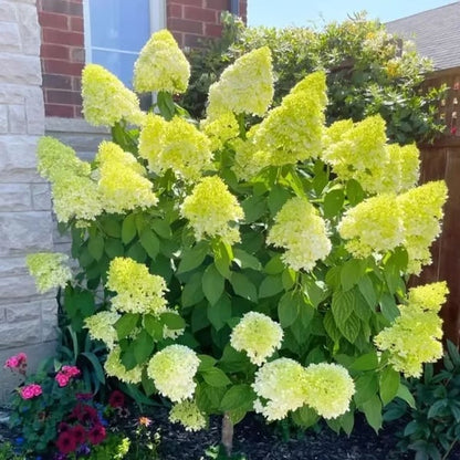 🌈 Mélange de graines d'hortensia colorées (60 pièces) – Graines de plantes vivaces magnifiques et rustiques