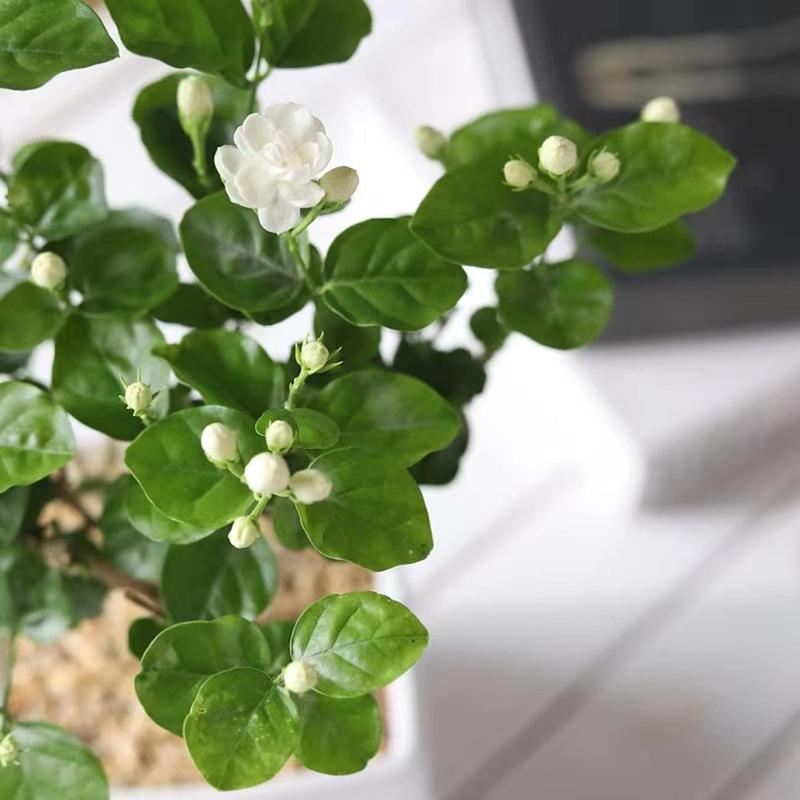 100 Graines de Jasmin Grimpant Odorant (Sans OGM)