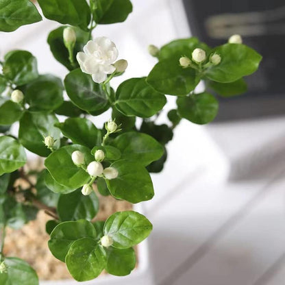 100 Graines de Jasmin Grimpant Odorant (Sans OGM)