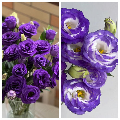 Graines d'Eustoma Roses sans épines (100 pièces) 💐Graines de Lisianthus
