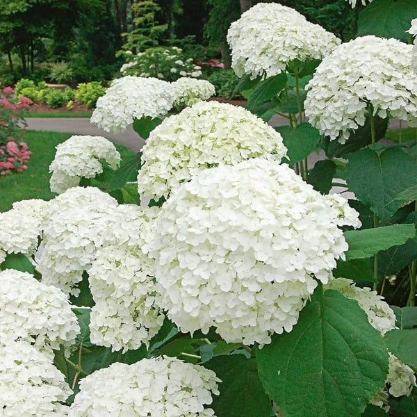 🌈 Mélange de graines d'hortensia colorées (60 pièces) – Graines de plantes vivaces magnifiques et rustiques