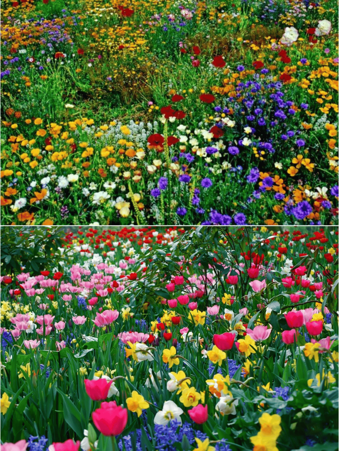 Mélange de graines colorées – plus de 60 espèces (1000 graines)