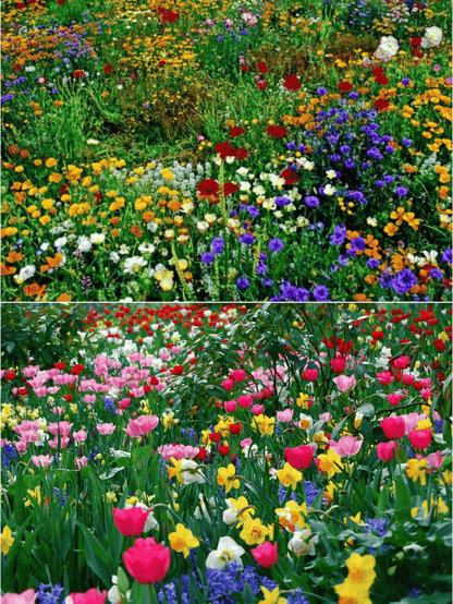 Mélange de graines colorées – plus de 60 espèces (1000 graines)