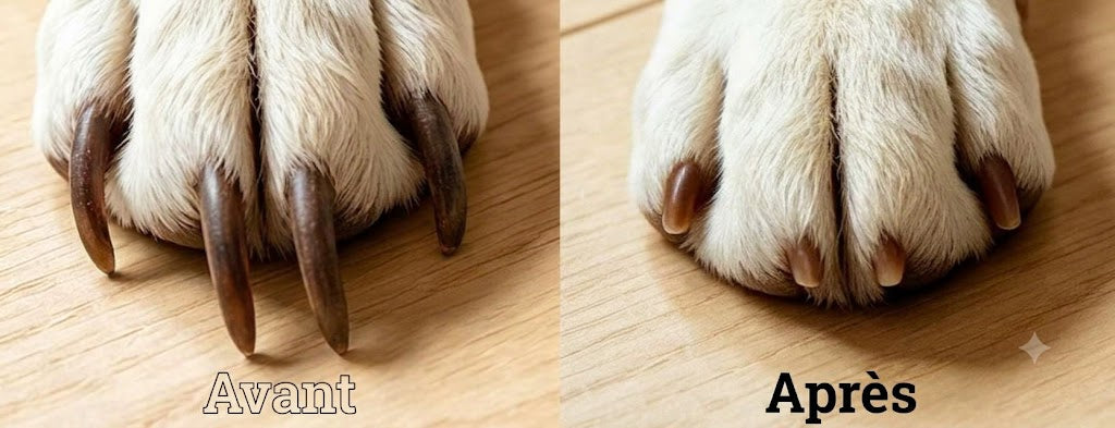 Lime à ongles électrique pour animaux avec indicateur de batterie LED