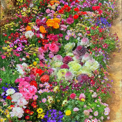 Mélange de graines colorées – plus de 60 espèces (1000 graines)