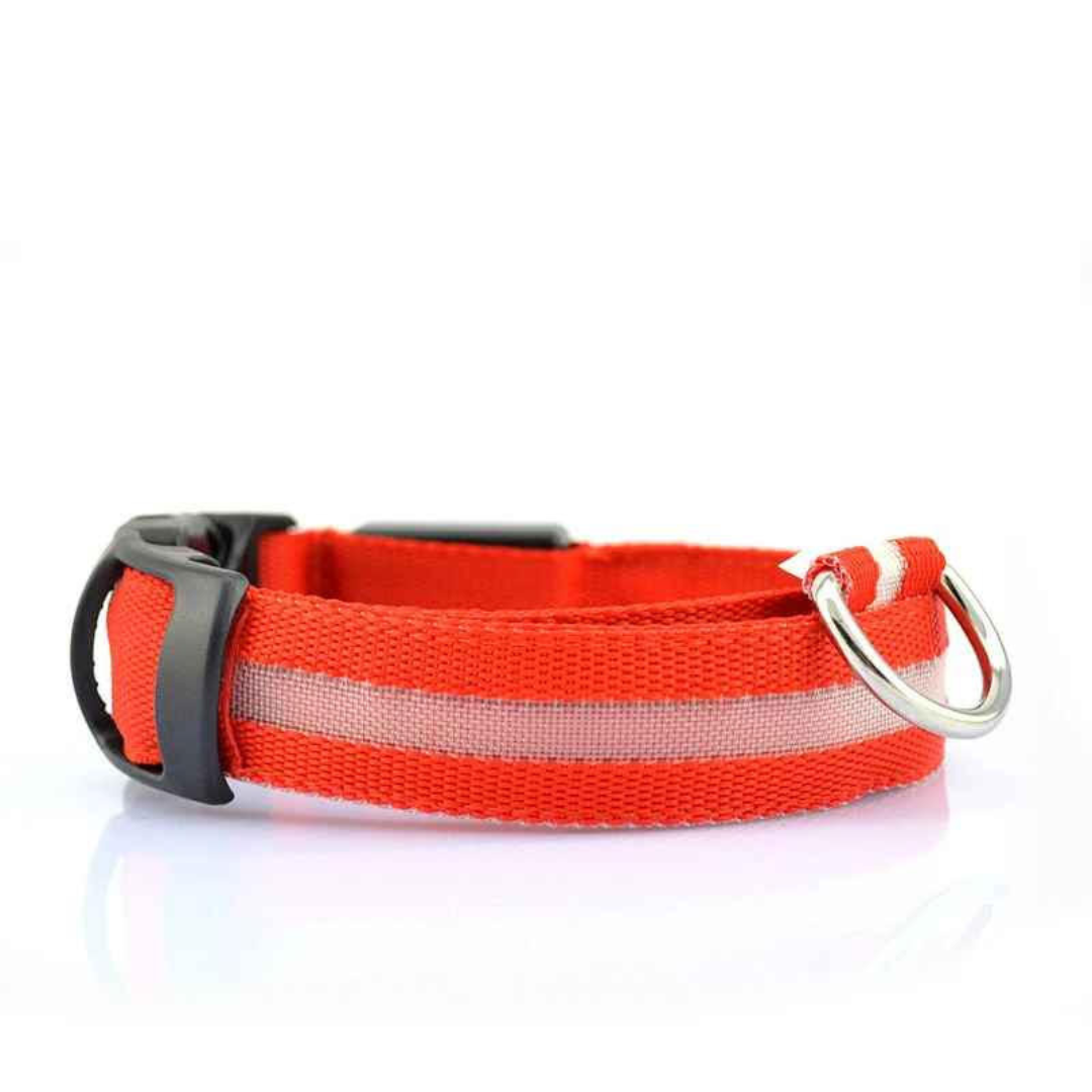 Collier pour chien LED rechargeable (via USB)