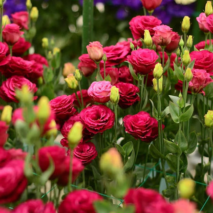 Graines d'Eustoma Roses sans épines (100 pièces) 💐Graines de Lisianthus
