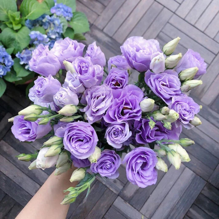 Graines d'Eustoma Roses sans épines (100 pièces) 💐Graines de Lisianthus