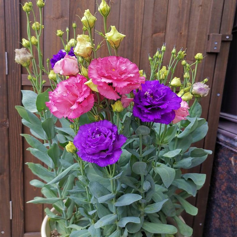 Graines d'Eustoma Roses sans épines (100 pièces) 💐Graines de Lisianthus