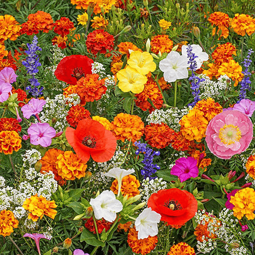 Mélange de graines colorées – plus de 60 espèces (1000 graines)