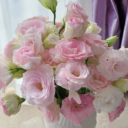 Graines d'Eustoma Roses sans épines (100 pièces) 💐Graines de Lisianthus