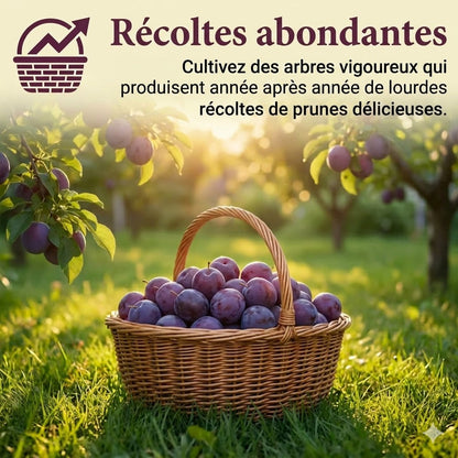 Mélange de graines de prunier (100 pièces)