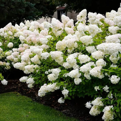 🌈 Mélange de graines d'hortensia colorées (60 pièces) – Graines de plantes vivaces magnifiques et rustiques