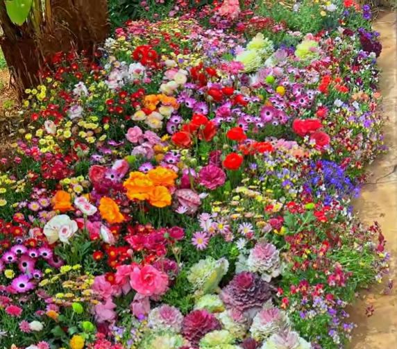 Mélange de graines colorées – plus de 60 espèces (1000 graines)